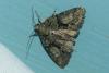 Cryphia sp.